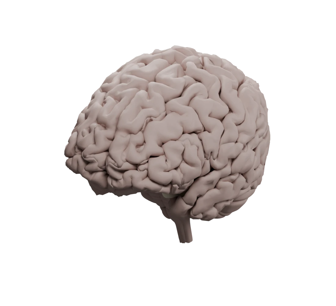 Z-Anatomy brain rendered in Blender with visible cortical folds, shown from a three-quarter angle.
