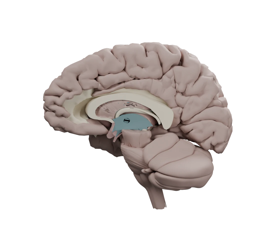 Atlas-based side cutaway showing cortical folds, the corpus callosum, and internal brain structures. Numbered pointers mark approximate teaching locations.